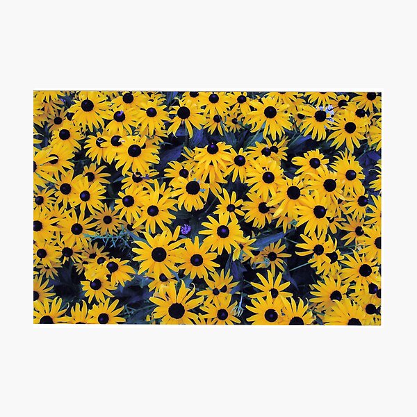 Item preview, Sea of Black Eyed Susan's designed and sold by mikrin.