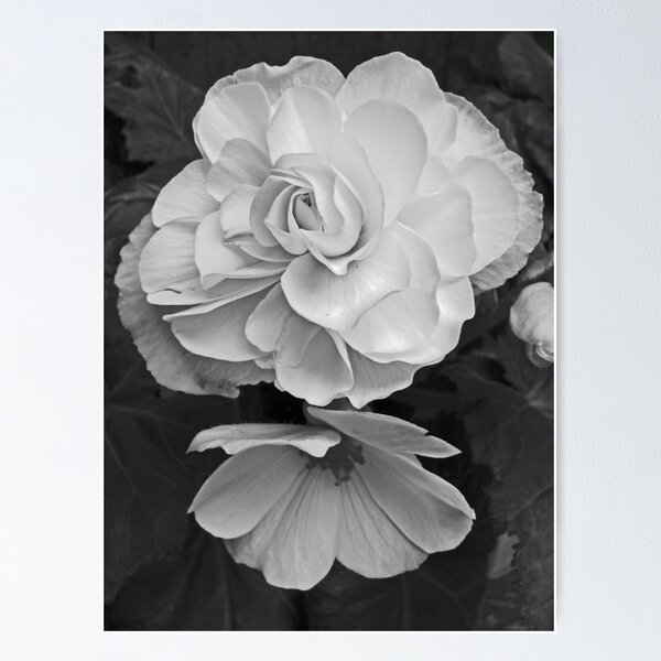 Item preview, White Begonia designed and sold by Peggy Feigenbaum.