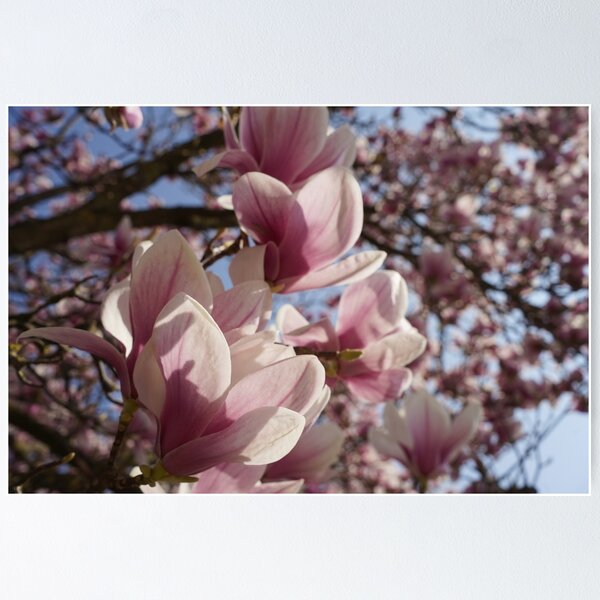 Item preview, An old magnolia tree in spring designed and sold by Yven-Dienst.