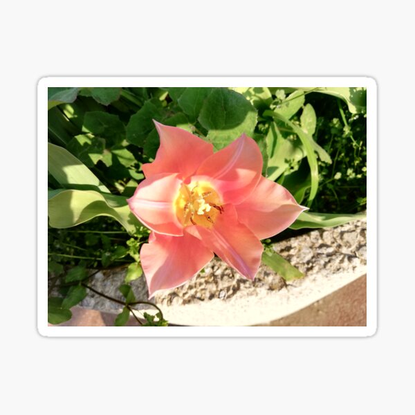 Item preview, orange flower designed and sold by Myl3n3-A.