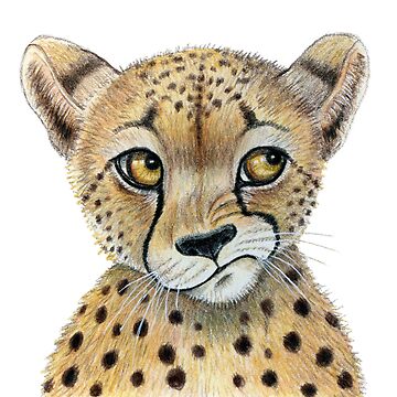 Buy Cheetah Portrait Color Pencil Drawing Print Big Cat Art Artwork Signed  by Artist Gary Tymon 2 Sizes 100 Prints Online in India - Etsy