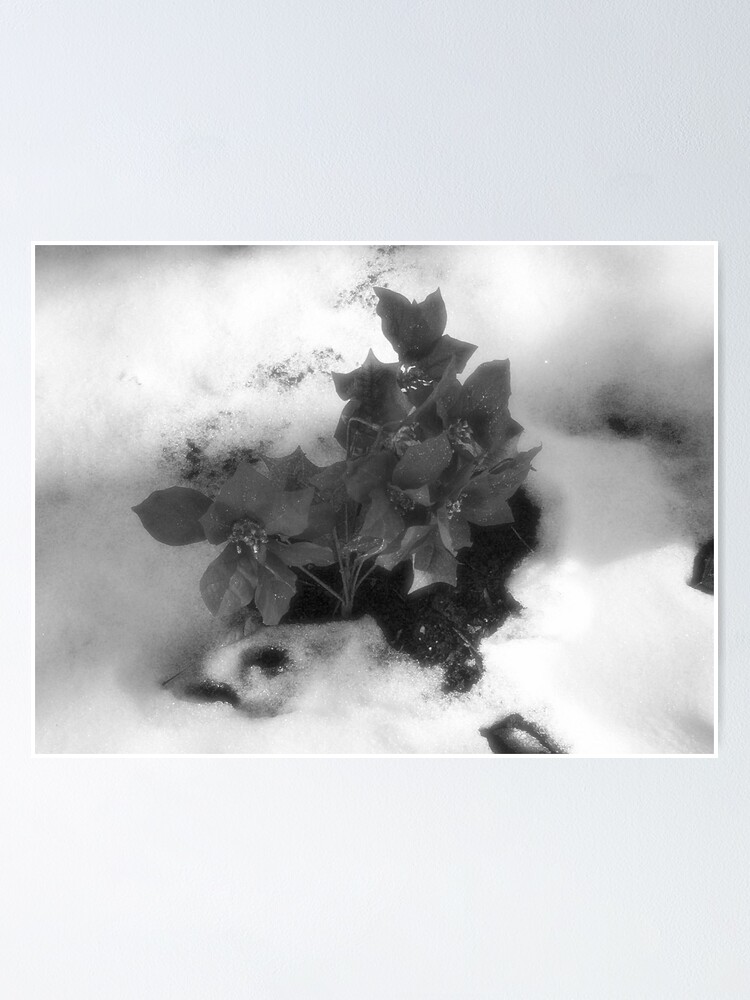 Thumbnail 1 of 3, Poster, Untitled designed and sold by Melinda Showers.