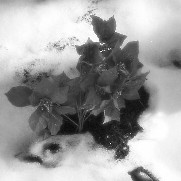Artwork thumbnail, Untitled by Melinda Showers