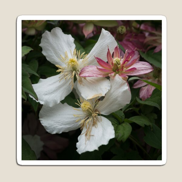 Item preview, Clematis designed and sold by 29Breizh33.