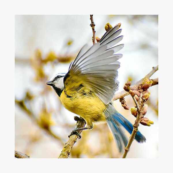 Item preview, Blue Tit designed and sold by noahjpphotos.