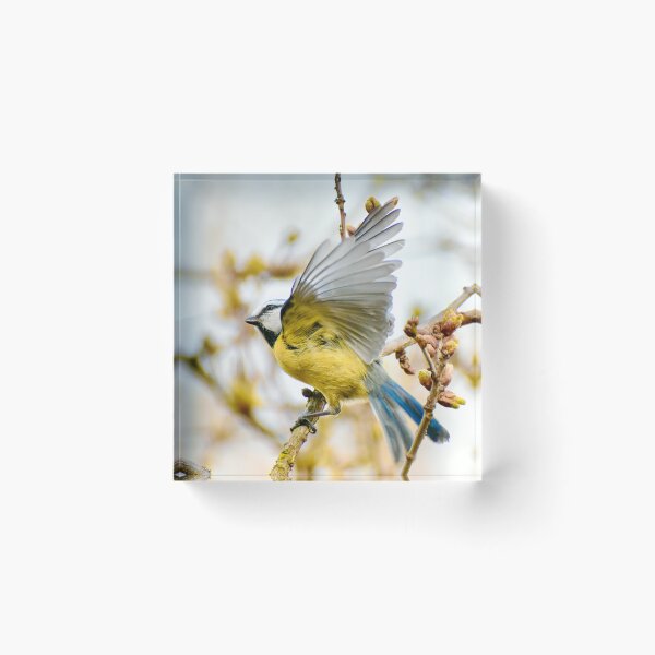 Item preview, Blue Tit designed and sold by noahjpphotos.