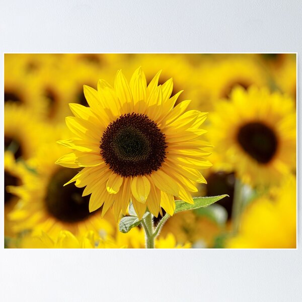 Item preview, Sunflowers designed and sold by JodysCreations.