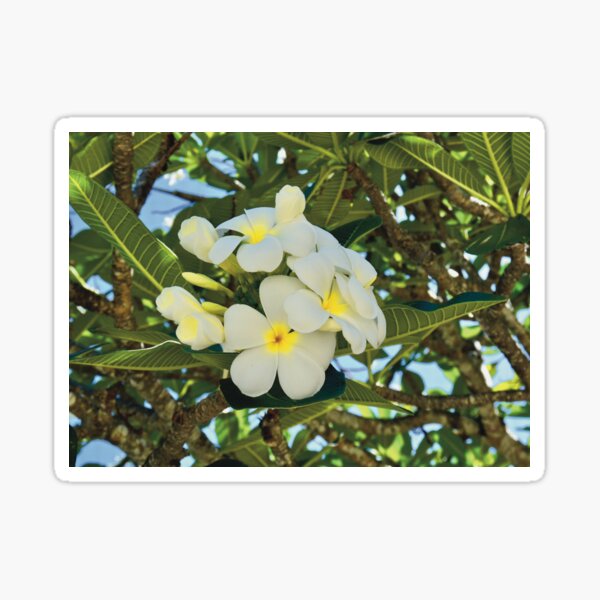 Exotic blossoms of Plumeria Tree Sticker
