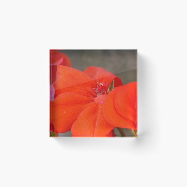 Item preview, Orange Geranium Flower - Photography by BranaghBel designed and sold by branaghbel.