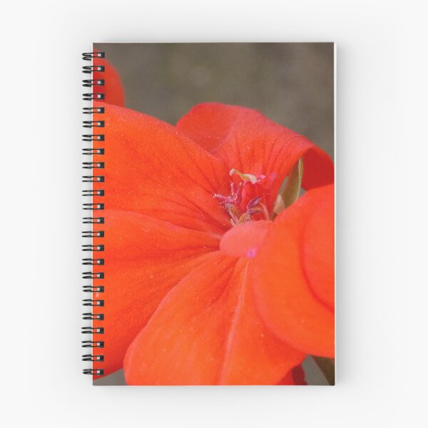 Item preview, Orange Geranium Flower - Photography by BranaghBel designed and sold by branaghbel.