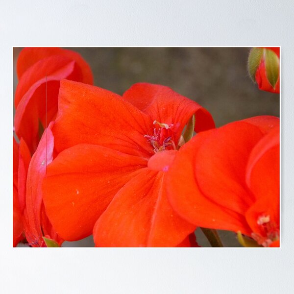Item preview, Orange Geranium Flower - Photography by BranaghBel designed and sold by branaghbel.