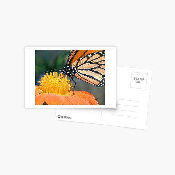 Monarch Butterfly sip nectar from a Daisy flower Postcard