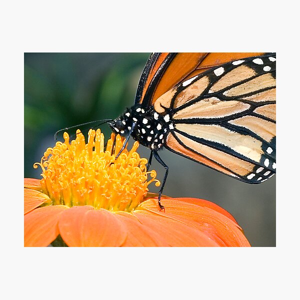Monarch Butterfly sip nectar from a Daisy flower Photographic Print