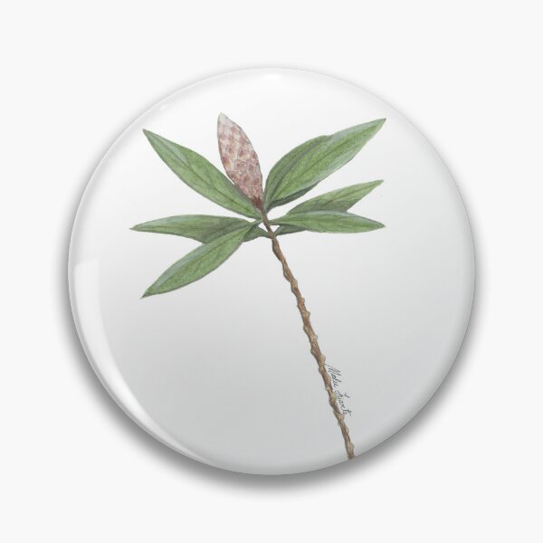 Item preview, Illustration of Callistemon Sapling- flower in watercolor designed and sold by Malu-Iriarte.