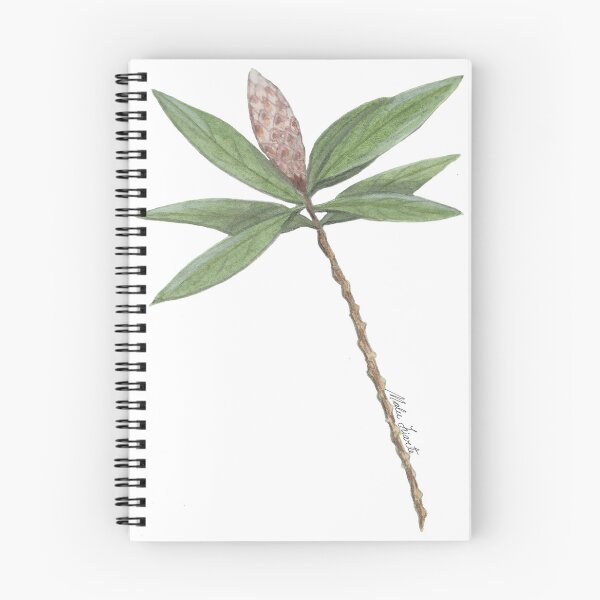 Item preview, Illustration of Callistemon Sapling- flower in watercolor designed and sold by Malu-Iriarte.