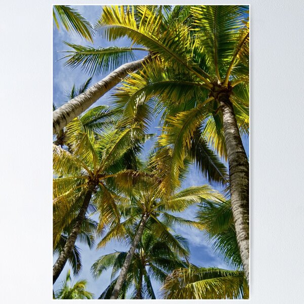 Tropical Palm Trees Poster
