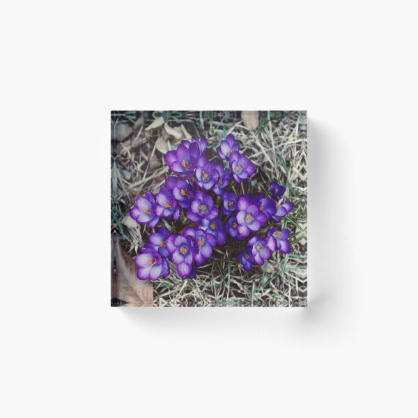 Item preview, Crocus in Bloom 2021 designed and sold by Angela Fazio.