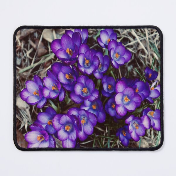 Item preview, Crocus in Bloom 2021 designed and sold by Angela Fazio.