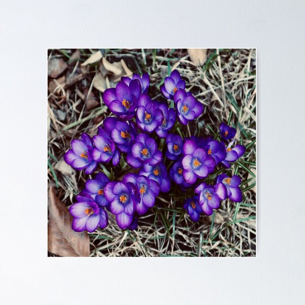 Item preview, Crocus in Bloom 2021 designed and sold by Angela Fazio.