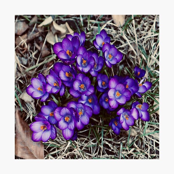Item preview, Crocus in Bloom 2021 designed and sold by Angela Fazio.