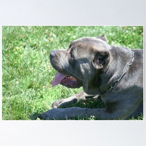 Item preview, Cane Corso designed and sold by ritmoboxers.