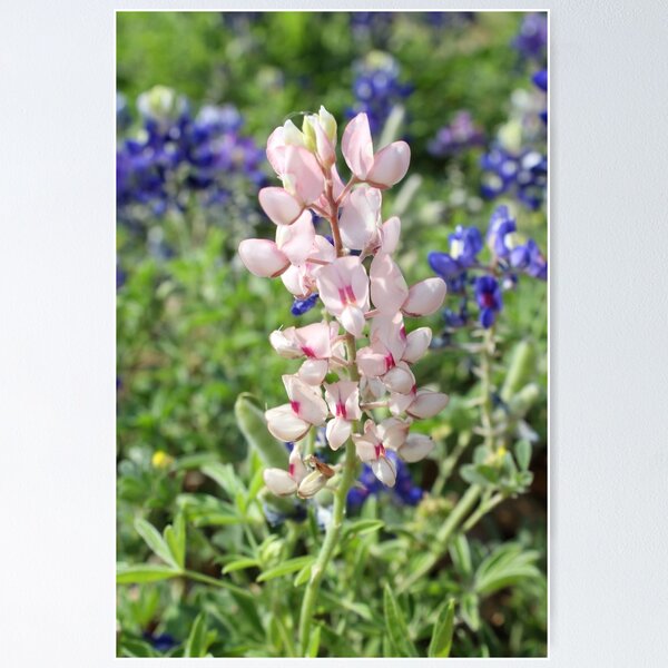 Item preview, Pink Bluebonnet designed and sold by Lisa Abodeely.