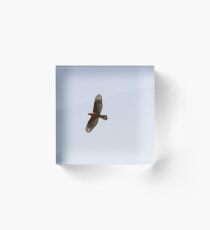 Red Shouldered Hawk IX Acrylic Block