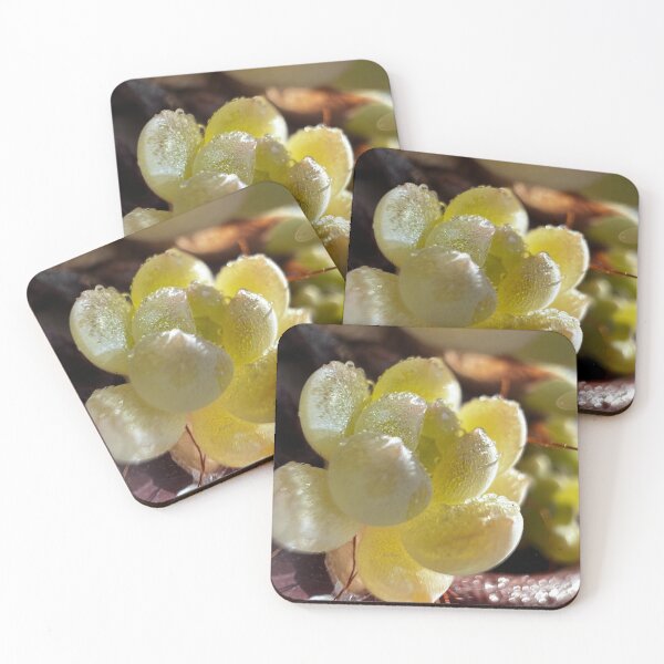 Item preview, Succulent love designed and sold by TingDesign.