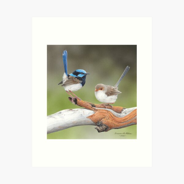 Item preview, "Cuteness Overload" (Superb Fairy-wrens) designed and sold by Frances McMahon Watercolour Bird Artist.
