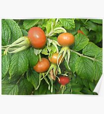 Rose Hips Poster
