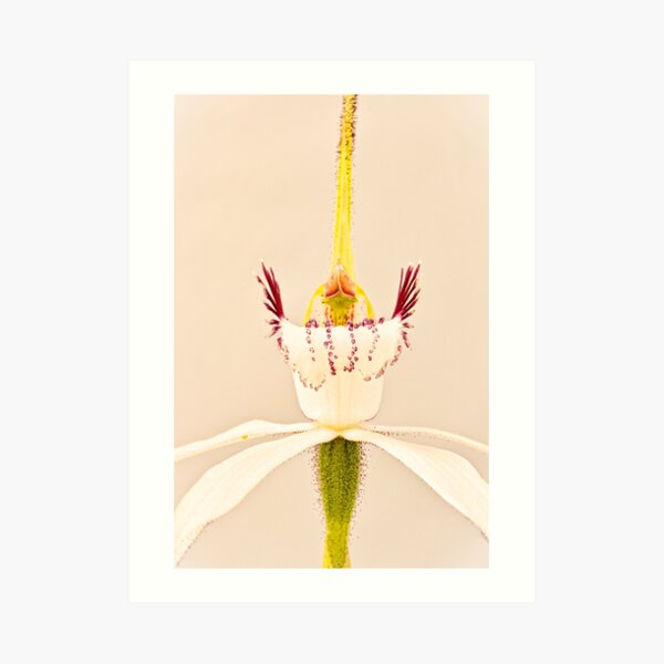 White Spider Orchid Art Print