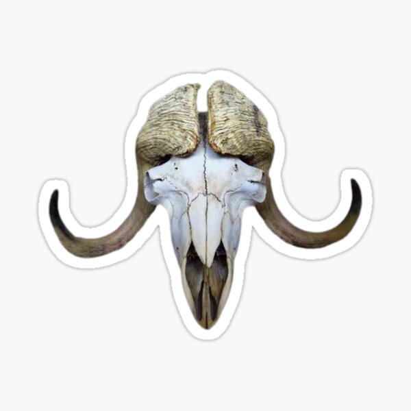 Item preview, Musk ox skull designed and sold by MrArtistData.