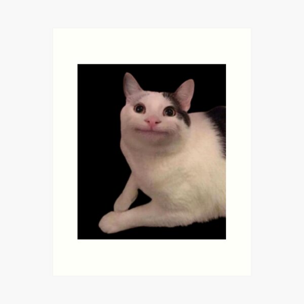 beluga cat meme  Photographic Print for Sale by alicjadesigns