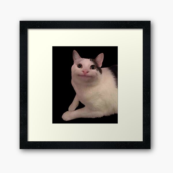 Smiling Cat Beluga - Cat Beluga Photographic Print for Sale by