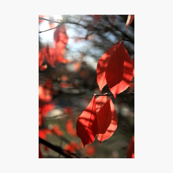Hanging By A Moment Photographic Print