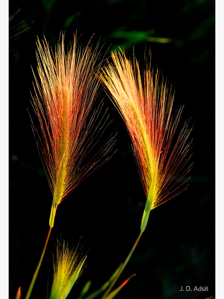 Wetland Paintbrush by adsitprojectpro