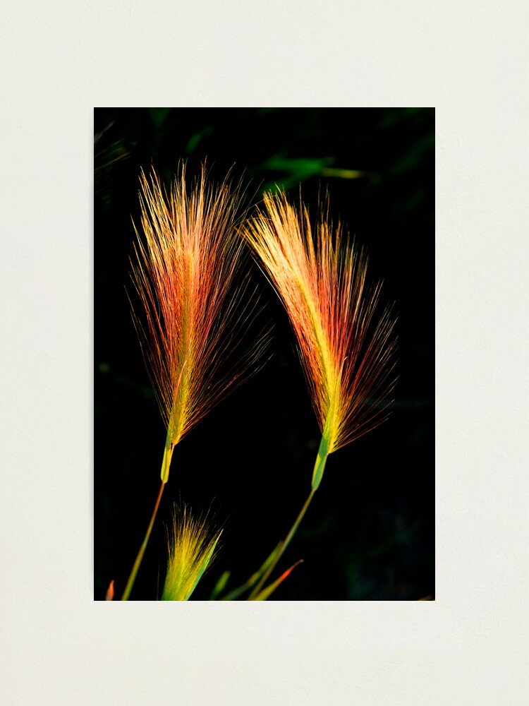 Alternate view of Wetland Paintbrush Photographic Print