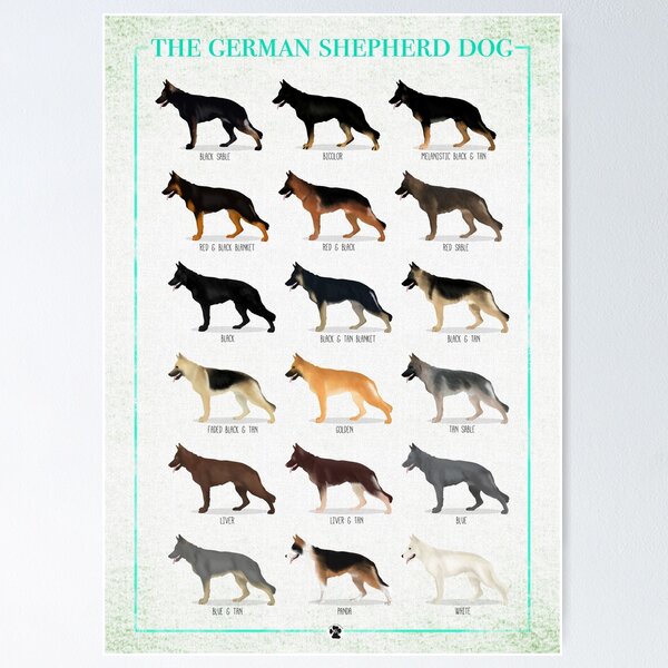 German Shepherd: Coat Colors Poster