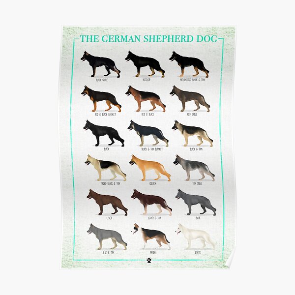 German Shepherd: Coat Colors Poster
