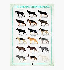 German Shepherd: Coat Colors Photographic Print
