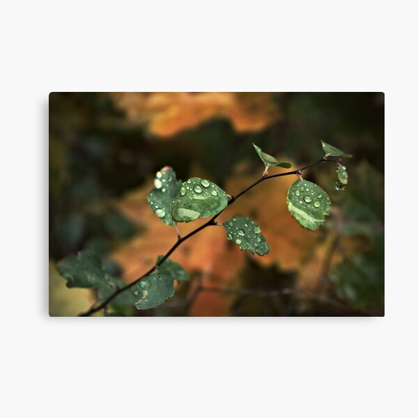 Drops & Leaves Canvas Print