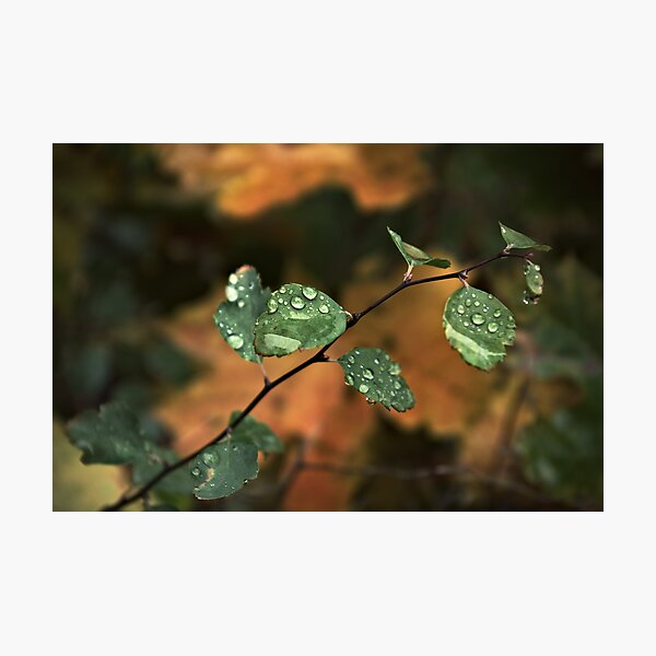 Drops & Leaves Photographic Print