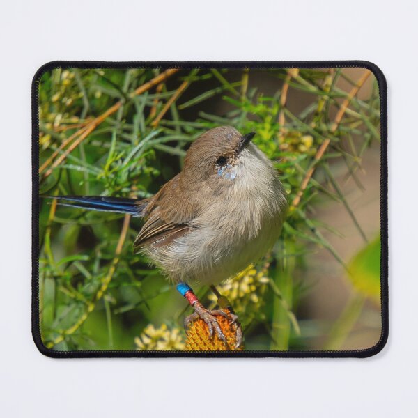 Item preview, Friendly fairy wren designed and sold by Cornishinoz.