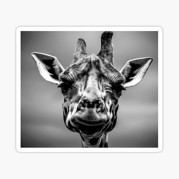 Artikel-Vorschau von Giraffe Liebe, designt und verkauft von jenniferzalzal.