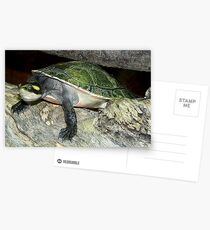 Tortoise Postcards