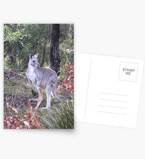 Kangaroo Postcards