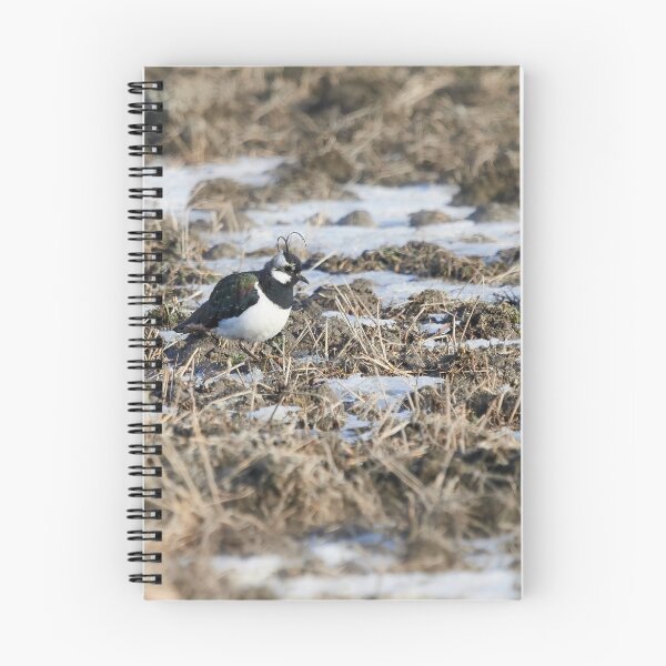 Item preview, Springfileds here we come. Northern lapwing designed and sold by Jouko Lehto Photography.