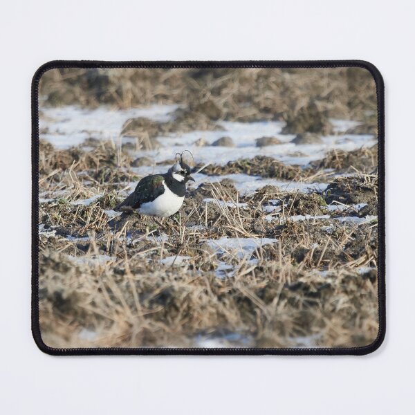 Item preview, Springfileds here we come. Northern lapwing designed and sold by Jouko Lehto Photography.