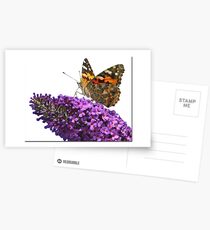 Hi Key Butterfly Postcards
