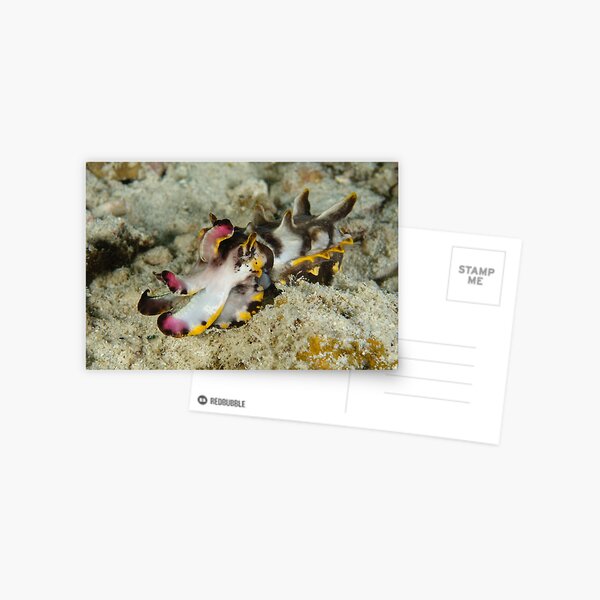 Flamboyant cuttlefish - Metasepia pfefferi Postcard